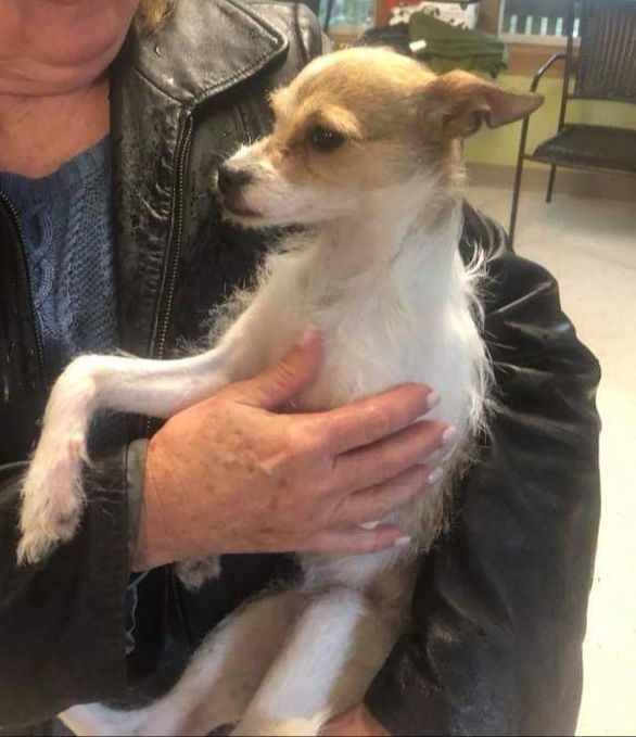 43063613_2.jpg Little Dog Rescue of North TexasLittle Dog Rescue of